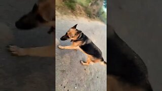 #shorts #viral #dog #ytshorts