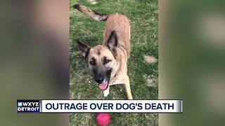 Outrage over dog's death