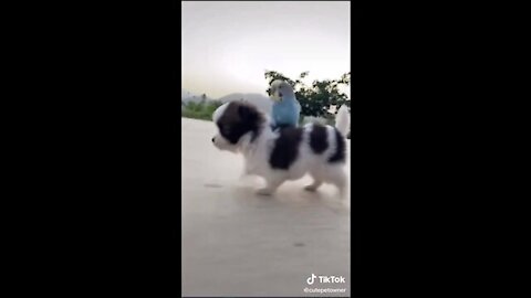 Funny pets. Training viral video!