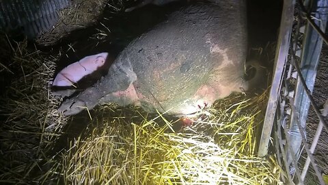 Pig farrowing