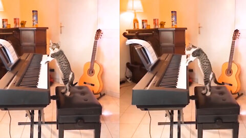 Cat playing piano funny don't laugh