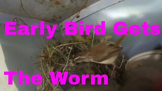 bird in nest gets the worm