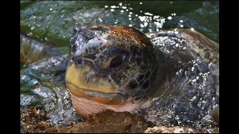 Green Sea Turtle Training at Theater of the Sea