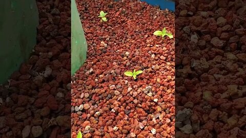 Aquaponic basil starts/sprouts (basil in media grow bed) #shorts
