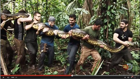 Big Anaconda Snake's Return to Home.A real video