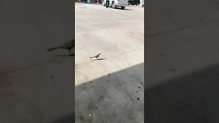 Bird running with a Cheeto in his mouth