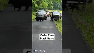 Cades Cove Black Bears