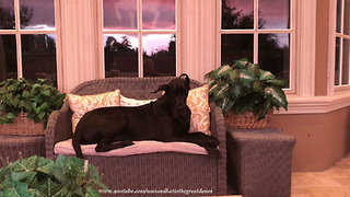 Great Dane enjoys stunning stormy Florida sunset