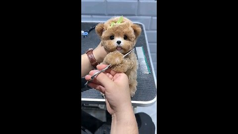 Cute Puppy Haircutting