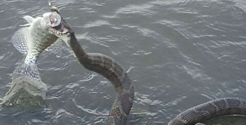 Snake tried to eat my bluegill