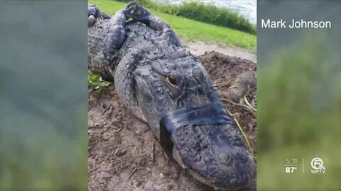 Port St. Lucie man describes alligator encounter