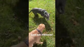 She is always picking on him! Like and Subscribe for more! #shorts #funny #cute #dog