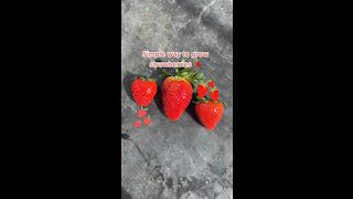 homegrown strawberries