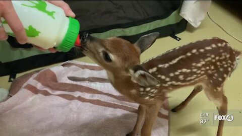 White-tailed deer fawn recovering at CROW