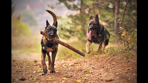 German Shepherd Attacks Pitbull | OFF LEASH DOG PARK