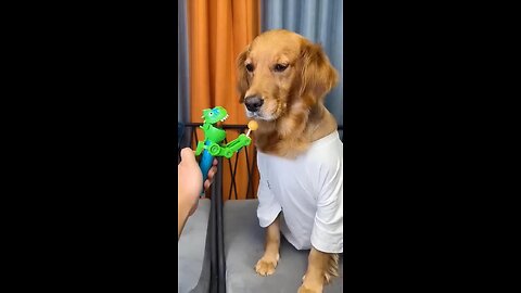 funny dog videos || Dog: Just because I'm good-natured doesn't mean I won't bite!