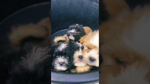 Cute Lhasa Puppies barking for love #trending #viral #doglover #shorts #lhasaapso #dogbarking