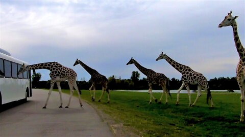 Herd Of Curious Giraffes Surround Safari Tour Bus