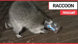 Moment gluttonous raccoon is rescued after getting his head stuck in a peanut butter jar