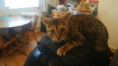 Cat loves to wrestle with Daddy