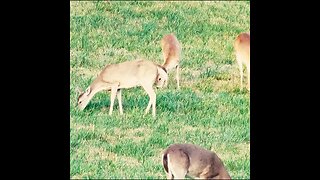 Georgia Deer