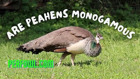 Are Peahens Monogamous, Peacock Minute, peafowl.com