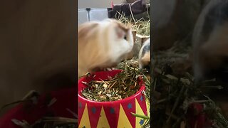 Guinea pigs Fergus and Svea nosedive into the dried herbs bowl