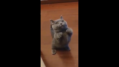 FUNNY PET VIDEOS in HD @3 FUNNY SHORTS @shorts @cat @dog @pets_Full-HD