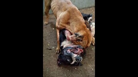 Pitbull attack Dogs - compilation Pittbull_Attack !!