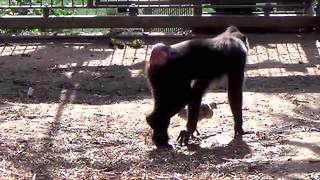 Monkey adopts chicken in Israeli Zoo