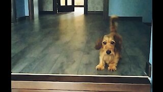 Cute little dachshund wants to play