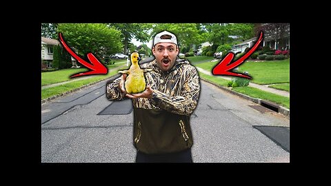 WE FOUND A BABY GOOSE!!! (gosling rescue)