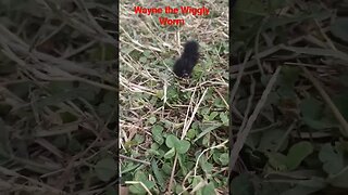 Wayne the #wiggly #worm needs #pets! #caterpillar #fuzzy