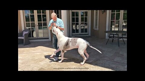 Funny Great Dane Pup Loves To Run Splashing & Dashing Zoomies