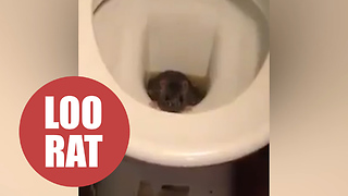 Barman found a live RAT emerging from one of the pub's toilets