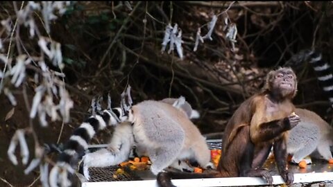 Monkeys eating fruits