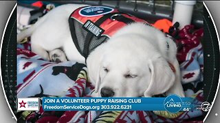 Puppies Change Lives! - Freedom Service Dogs