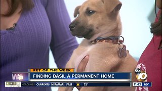 Pet of the Week: Basil