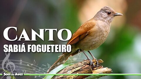 SABIÁ FOGUETEIRO Cantando [Sabiá Barranco (Turdus leucomelas)] Sabiá Branca