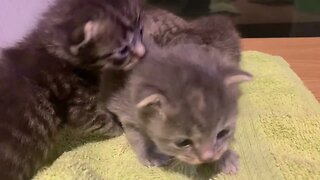 Mama Olives Other Kittens Grey One & 2 Striped Ones Awww They Are So Adorable!!