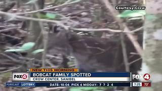 Bobcat spotted at Crow Center