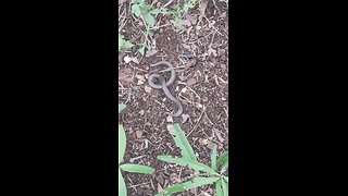 Worm Snake