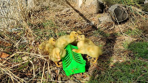 Appleyard Duckling outside for the first time