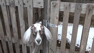 THEY LIVE ~ Winter Care Of Homestead Animals