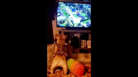 Adorable French Bulldog loves watching TV with us!