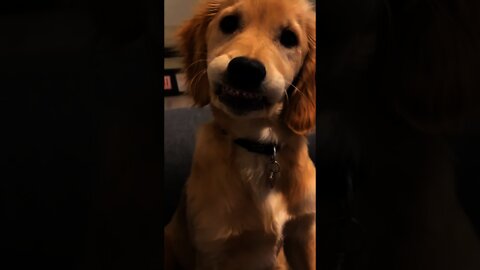 Filhote de cachorro adorável adoravelmente mostrando seus dentes de leite