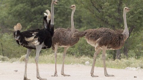 Simple level: ostrich #viral