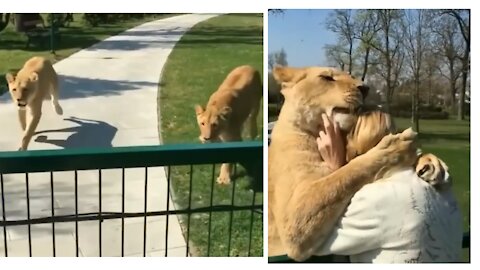 Tigers reunited with their owner after two years.... Look what they did to her