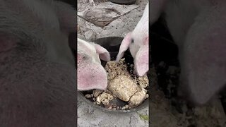 Pig feeding time! #piglets #pigs #pig
