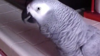 Parrot sees dog in picture, makes barking noises